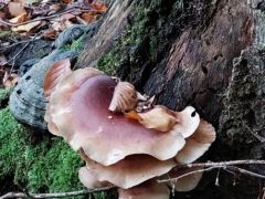 Fényes likacsosgomba