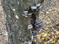Hideg van - eljött a kései laskák ideje