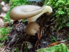 Fiatal fényes likacsosgomba