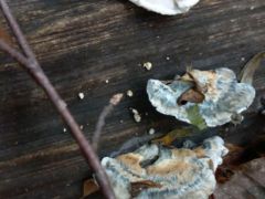 Postia sp. - sok volt belőle a bükk törzseken