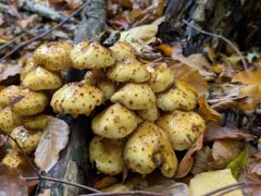 Tőkegomba csoport, kissé megviselten