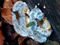 2025.10.26 - Tanfolyami terepgyakorlat, Hollóstető - Hoór-völgy