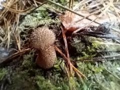 Növendék bimbós pöfeteg