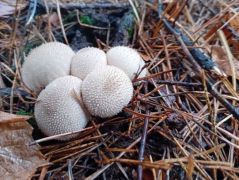 Kifejlett bimbós pöfeteg