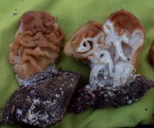 2026.03.15 - Tanfolyami terepgyakorlat Lyukóbánya környékén