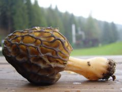A célpont: Morchella conica
