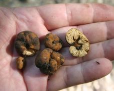 Tuber excavatum