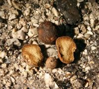 Tuber rufum