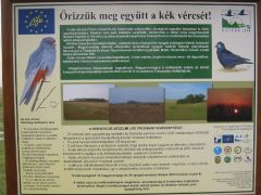 Védjük a kék vércsét!