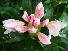 Rhododendron a kastély-parkban