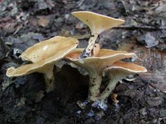Gombán gomba, ezúttal a sereges tölcsérgombán