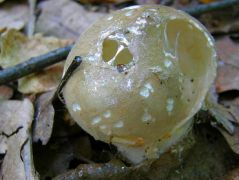 Csigabiga mestermunka