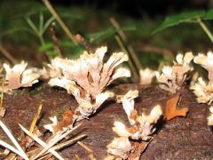 Pamacsos szemölcsösgomba