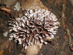 viragos szemolcsosgomba4