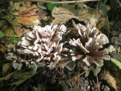 viragos szemolcsosgomba 3