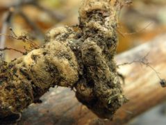 Olaszgomba szklerociuma