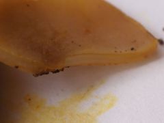 Peziza succosa sárga teje fehér papirra kenve