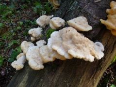 Picea abies (közönséges lucfenyő) elhalt törzsén