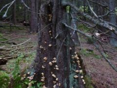 Picea abies elhalt törzsén