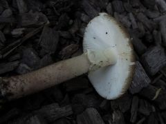 Amanita rubescens f. annulosulfurea