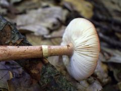 Amanita rubescens f. annulosulfurea