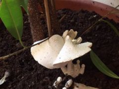 Éttermi virágcserépben, Ficus bejamina alatt