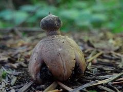 Fiatal példány, még gallérral, "sállal" a nyakán