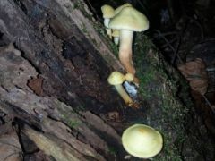 Tanfolyami terepgyakorlaton