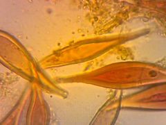 Hohenbuehelia auriscalpium pleurocisztidák