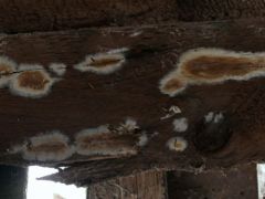 Beépített fenyődeszkán