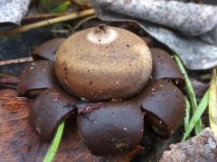 Gyűjtés: Boros Lajos, Prutkayné Bartha Erzsébet, hat.: Prutkayné Bartha Erzsébet