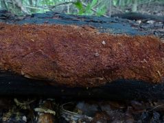 Kocsányos tölgy (Quercus robur elhalt ágán)