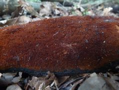 Kocsányos tölgy (Quercus robur elhalt ágán)