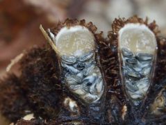 Cyathus striatus keresztmetszet