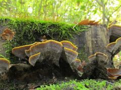 Húsa rozsdaszínű, szaga és íze cseres.