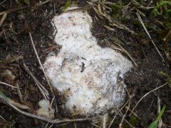 Füves terület alatt