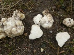 Füves terület alatt