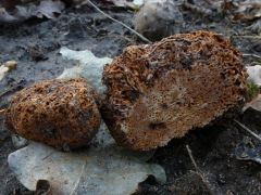 Gyűjtő: Prutkayné Bartha Erzsébet, határozás: Lukács Zoltán