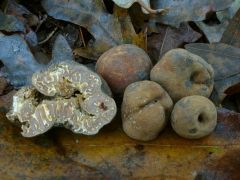 Tuber excavatum és Tuber fulgens