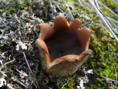 Homokon mohában - zuzmóban