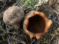 Homokon mohában - zuzmóban