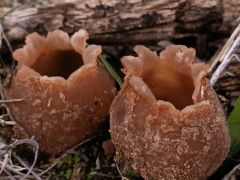 Extrém homokos dombon