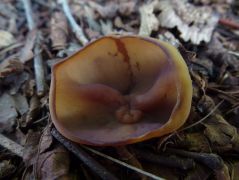 Közönséges mogyoró (Corylus avellana) alatt