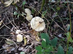 Bokros akácosba futó homokos út szélén