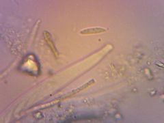 H. phyllophilus spóra