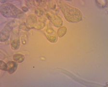 Coprinopsis melanthina spóra