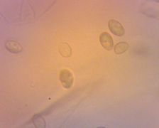 Coprinopsis melanthina spóra