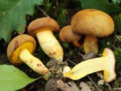 Kisavanyodott talajú cseres kocsánytalan tölgyesben