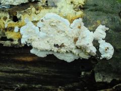 IX. Zempléni Gombafesztivál