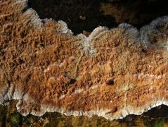 Catinella olivaceával azonos termőhelyen